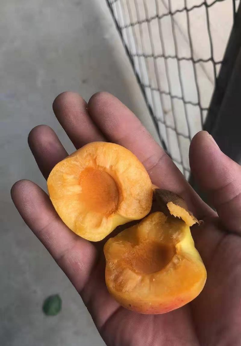 金太阳杏品质好价格优代发全国