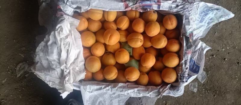 金太阳杏品质好价格优代发全国