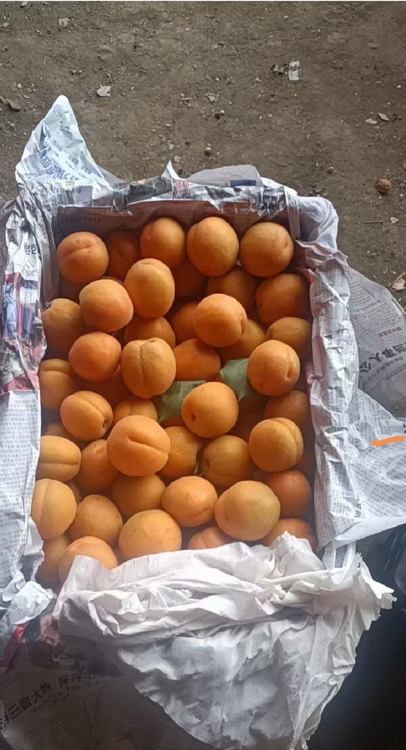 金太阳杏品质好价格优代发全国
