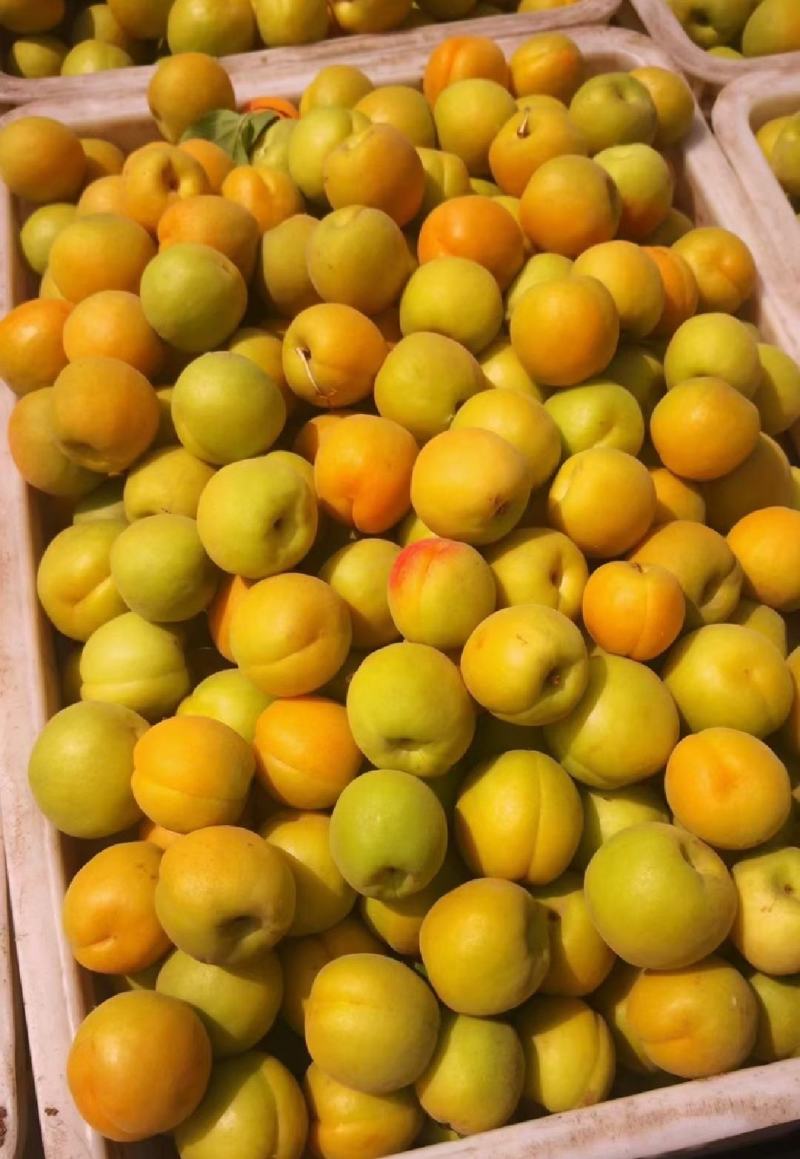 金太阳杏品质好价格优代发全国