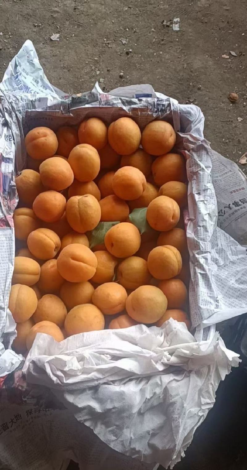 金太阳杏品质好价格优代发全国