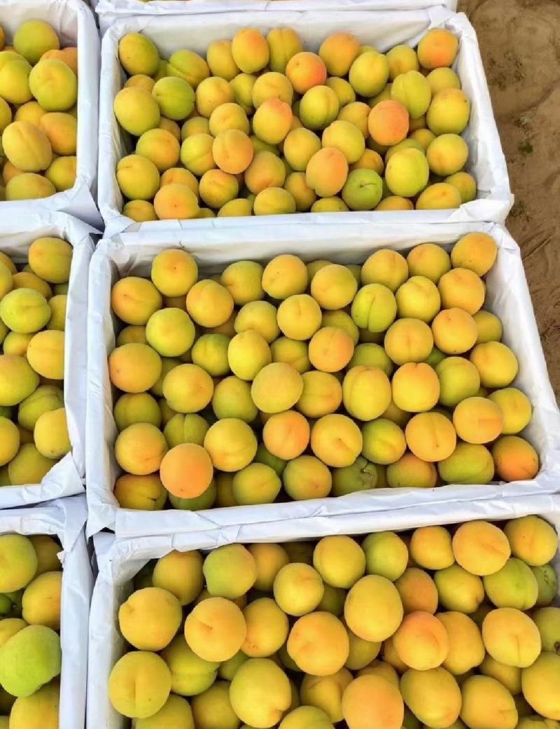 金太阳杏品质好价格优代发全国