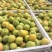 金太阳杏品质好价格优代发全国