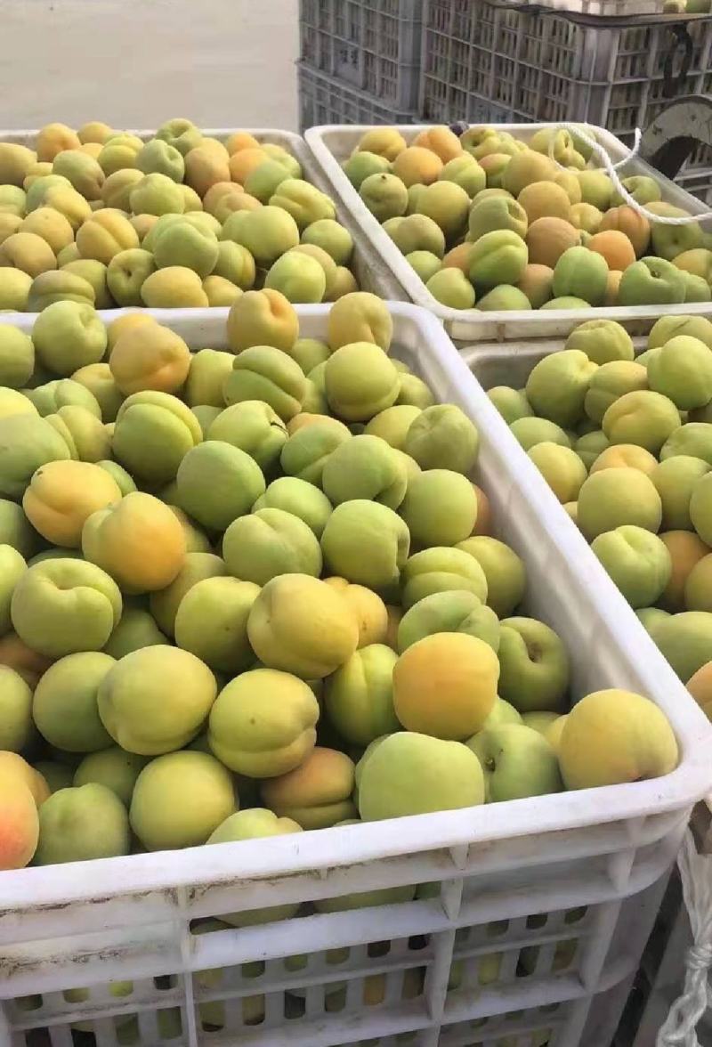 金太阳杏品质好价格优代发全国