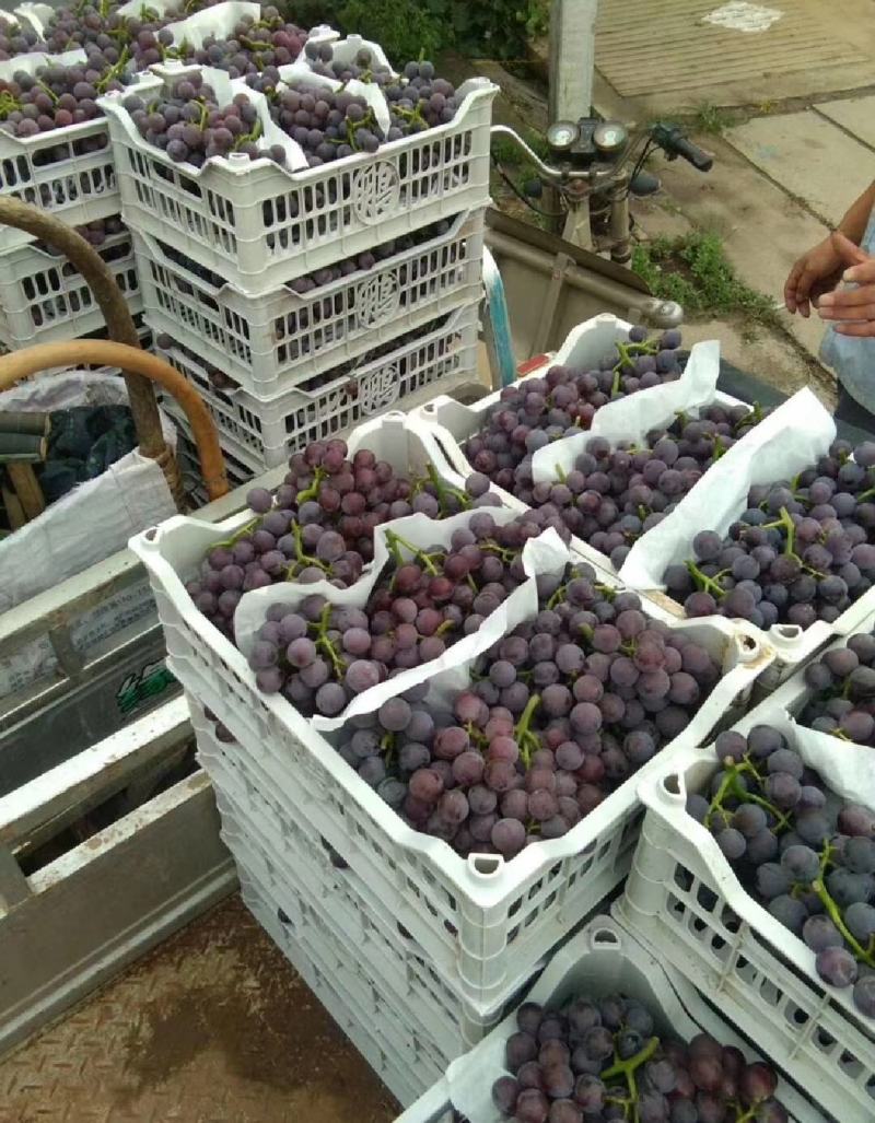 巨峰葡萄精品葡萄大量供应代发全国