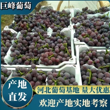 巨峰葡萄精品葡萄大量供应代发全国