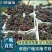 巨峰葡萄精品葡萄大量供应代发全国