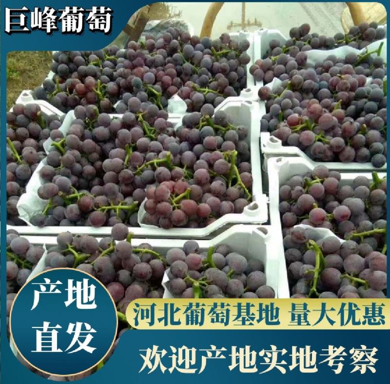 巨峰葡萄精品葡萄大量供应代发全国