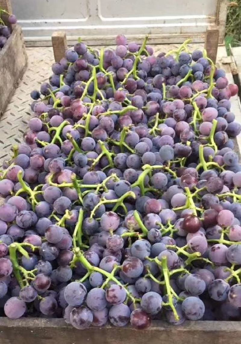 巨峰葡萄精品葡萄大量供应代发全国