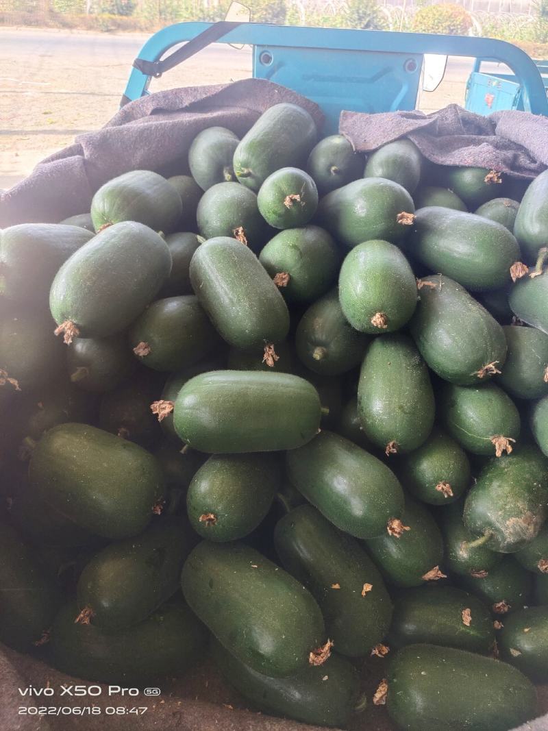 【精品】黑皮水果小冬瓜，产地直销，一手货源，电商超市专供