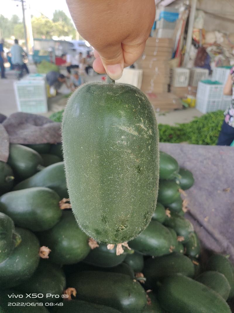 【精品】黑皮水果小冬瓜，产地直销，一手货源，电商超市专供