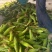 湖北玉米太阳花甜玉米基地直供，品种齐全，支持视频看货