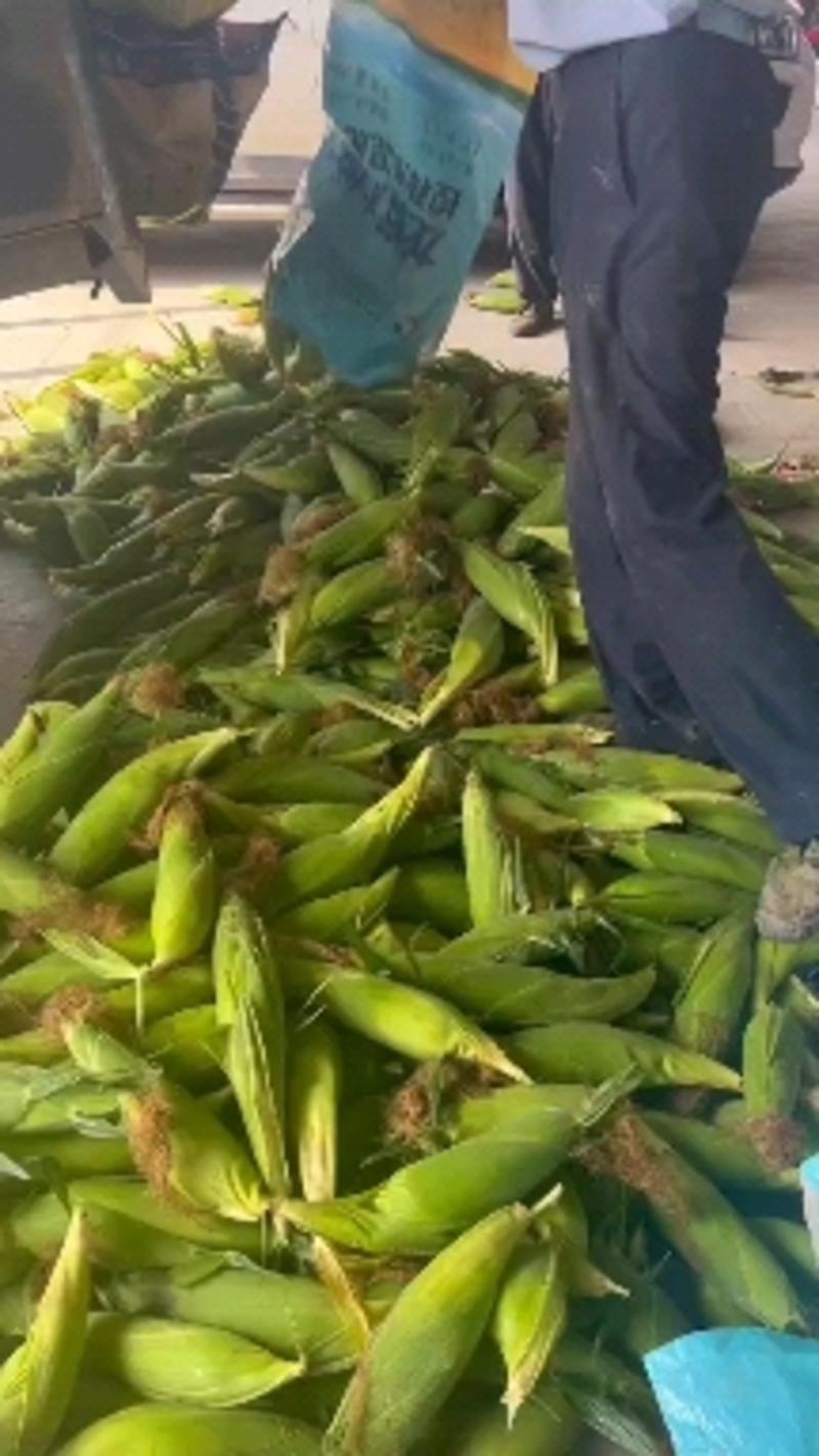 湖北玉米太阳花甜玉米基地直供，品种齐全，支持视频看货