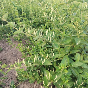 山东药材金银花