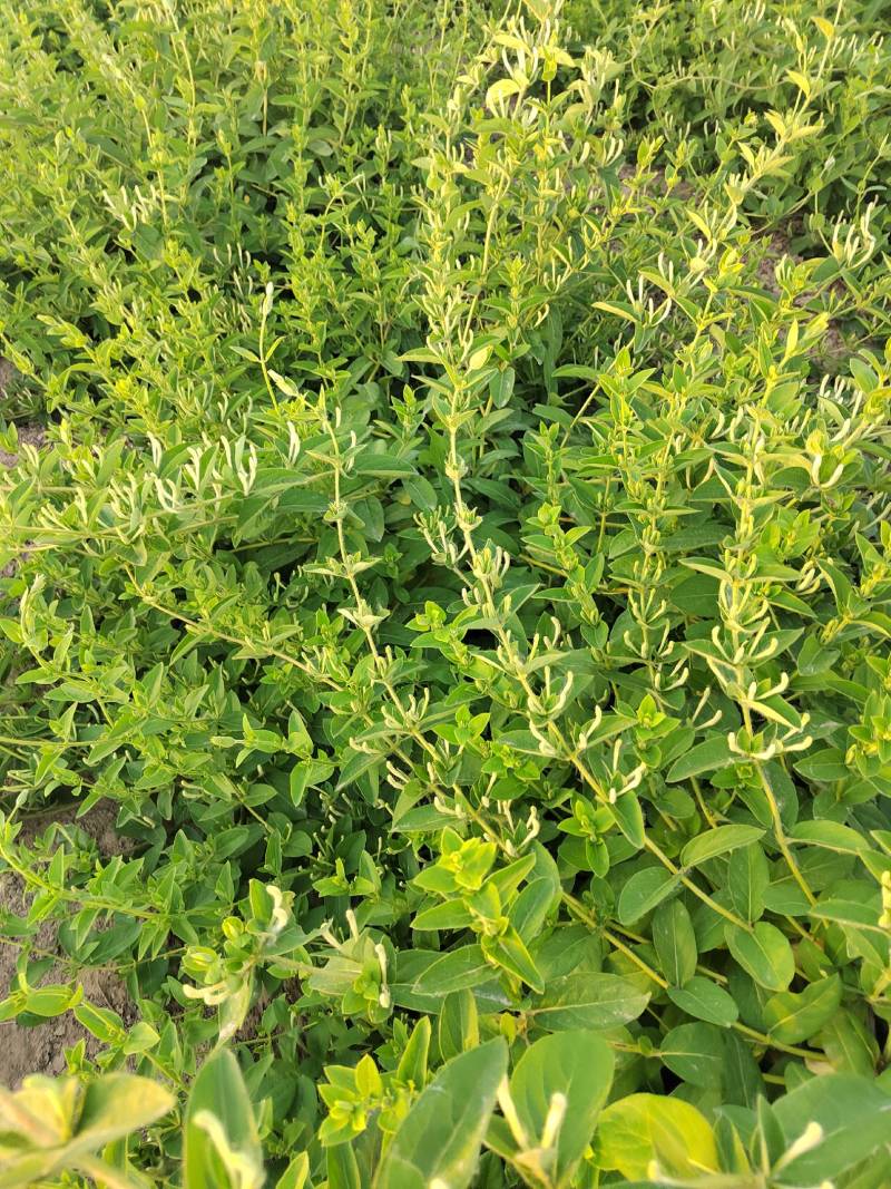 山东药材金银花