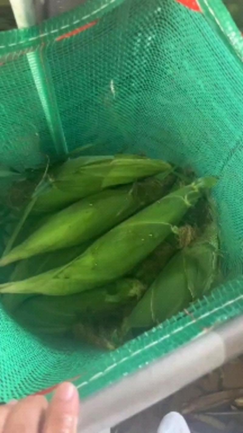 湖北玉米太阳花甜玉米基地直供，品种齐全，支持视频看货