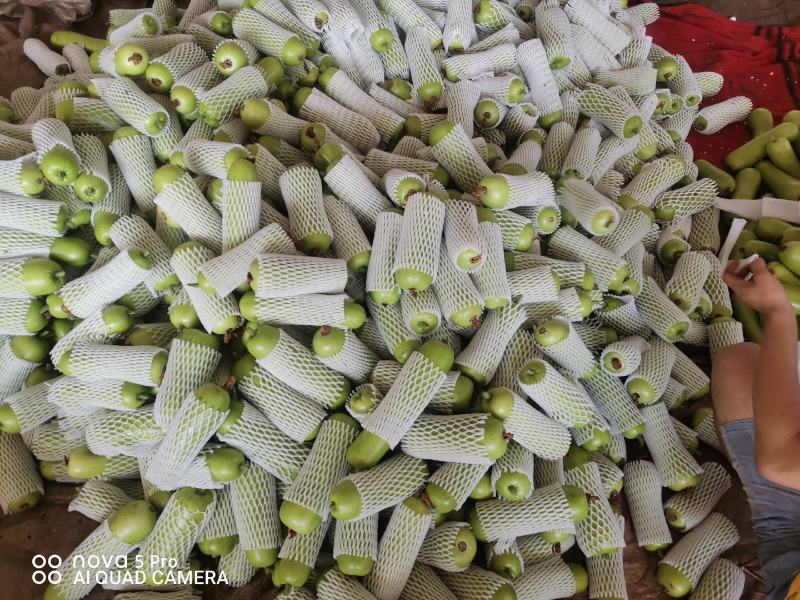 广东省徐闻县精品蒲瓜，一手货源，品质保证，欢迎惠顾。