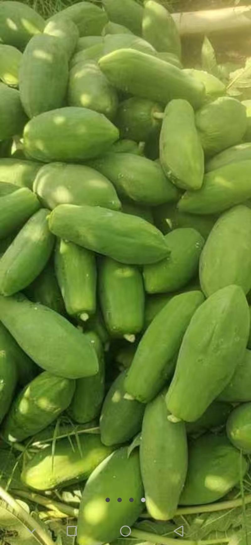 广东省徐闻县精品青木瓜，一手货源，品质保证，欢迎光临。