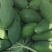 广东省徐闻县精品青木瓜，一手货源，品质保证，欢迎光临。