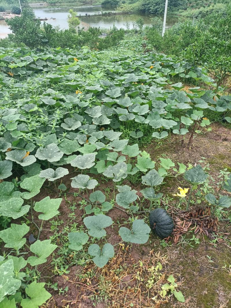 癞子南瓜，癞可丽，癞早丽，基地自种，正品泰国鱷鱼南瓜，！