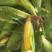 湖北玉米精品甜玉米大量上市产地直供价格实惠欢迎联系