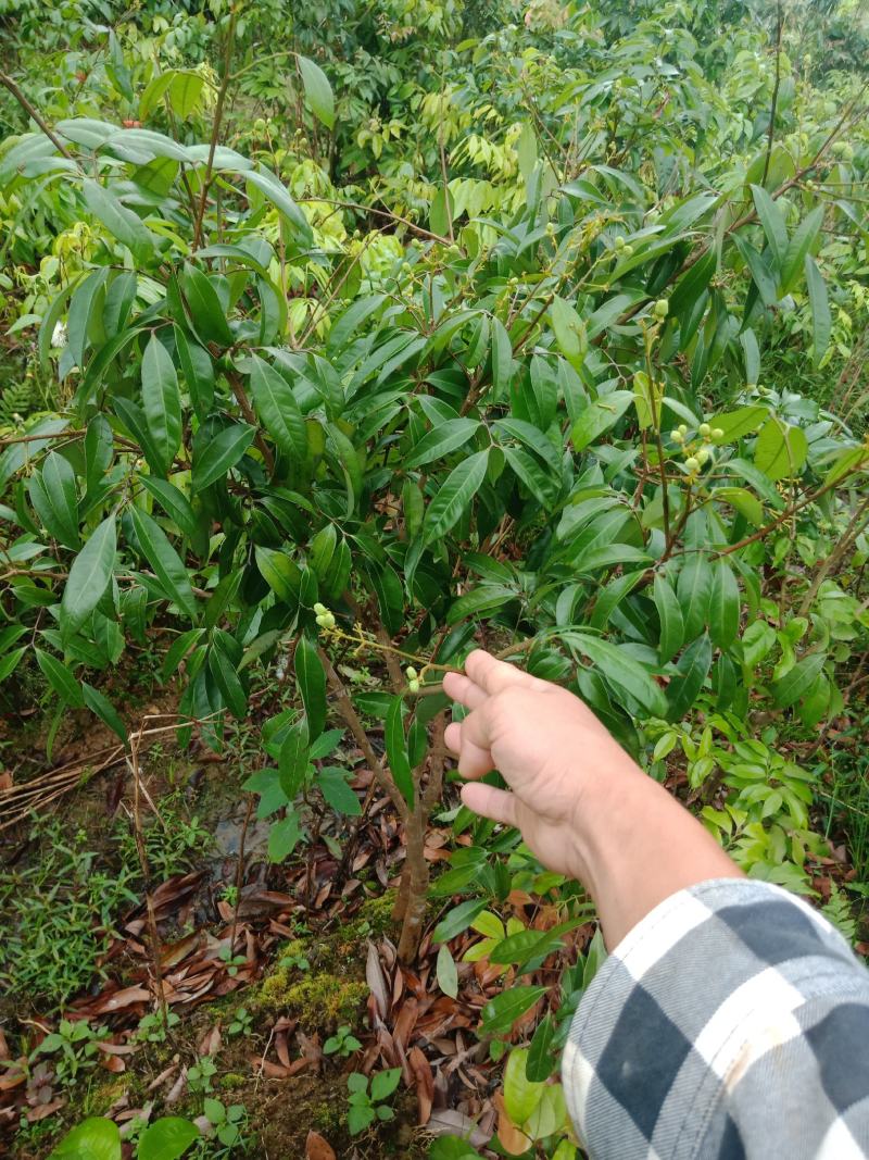 无核荔枝苗，嫁接苗，带原土球出售，种植等二年挂果！