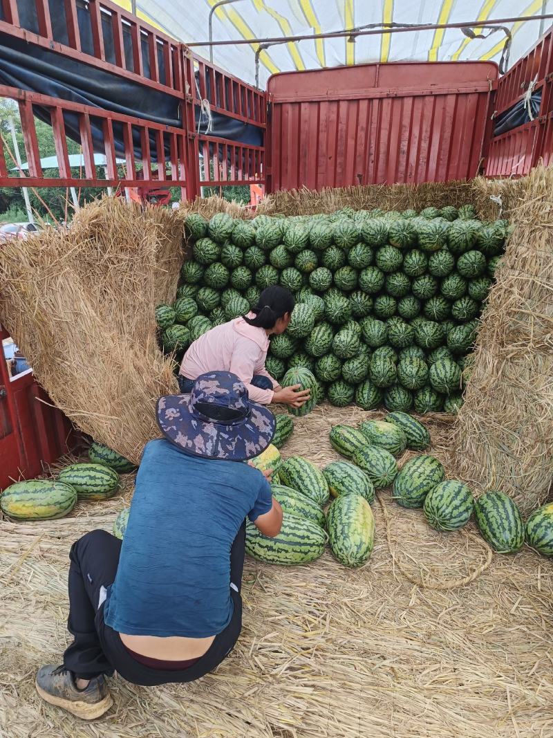 湖北绿裳大量上市皮薄肉厚口感脆甜产地直供