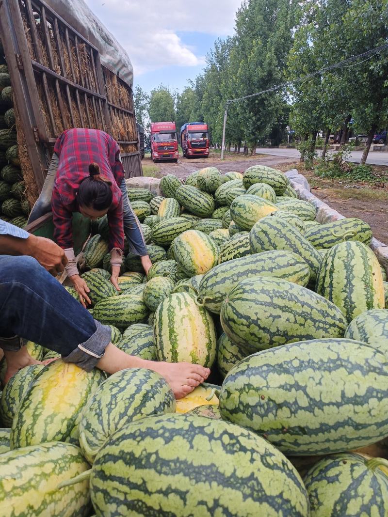 湖北绿裳大量上市皮薄肉厚口感脆甜产地直供