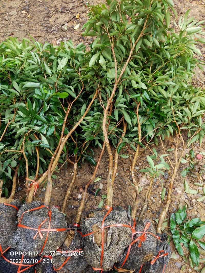 无核荔枝苗，嫁接苗，带原土球出售，种植等二年挂果！