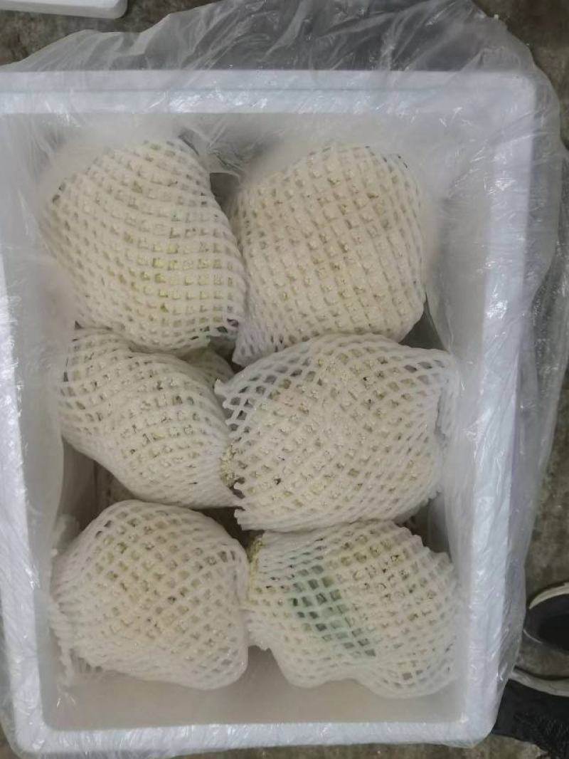 甘肃定西有机花高原松花菜青根白面花菜基地直供新鲜直采