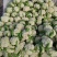 甘肃定西有机花高原松花菜青根白面花菜基地直供新鲜直采