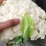 甘肃定西有机花高原松花菜青根白面花菜基地直供新鲜直采