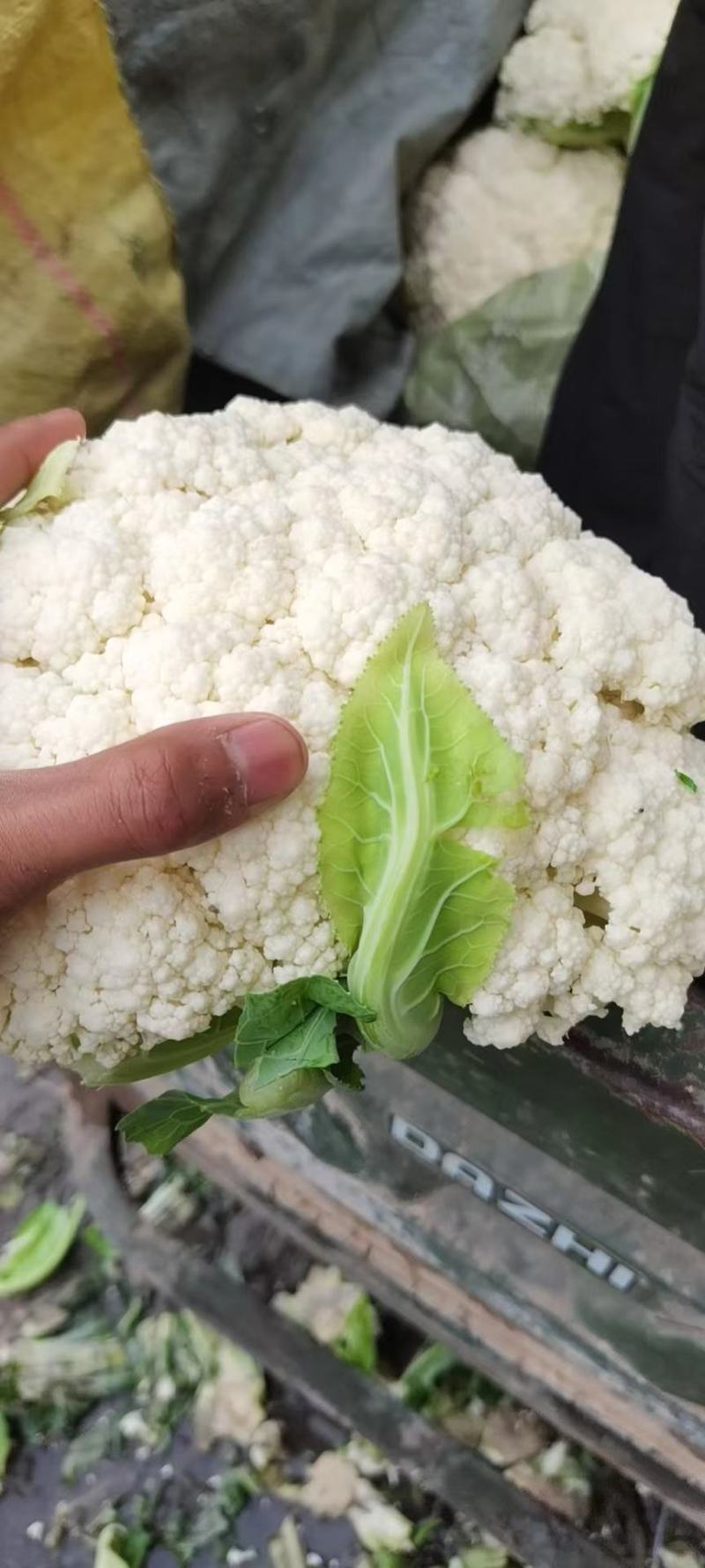 甘肃定西有机花高原松花菜青根白面花菜基地直供新鲜直采