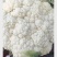 甘肃定西有机花高原松花菜青根白面花菜基地直供新鲜直采