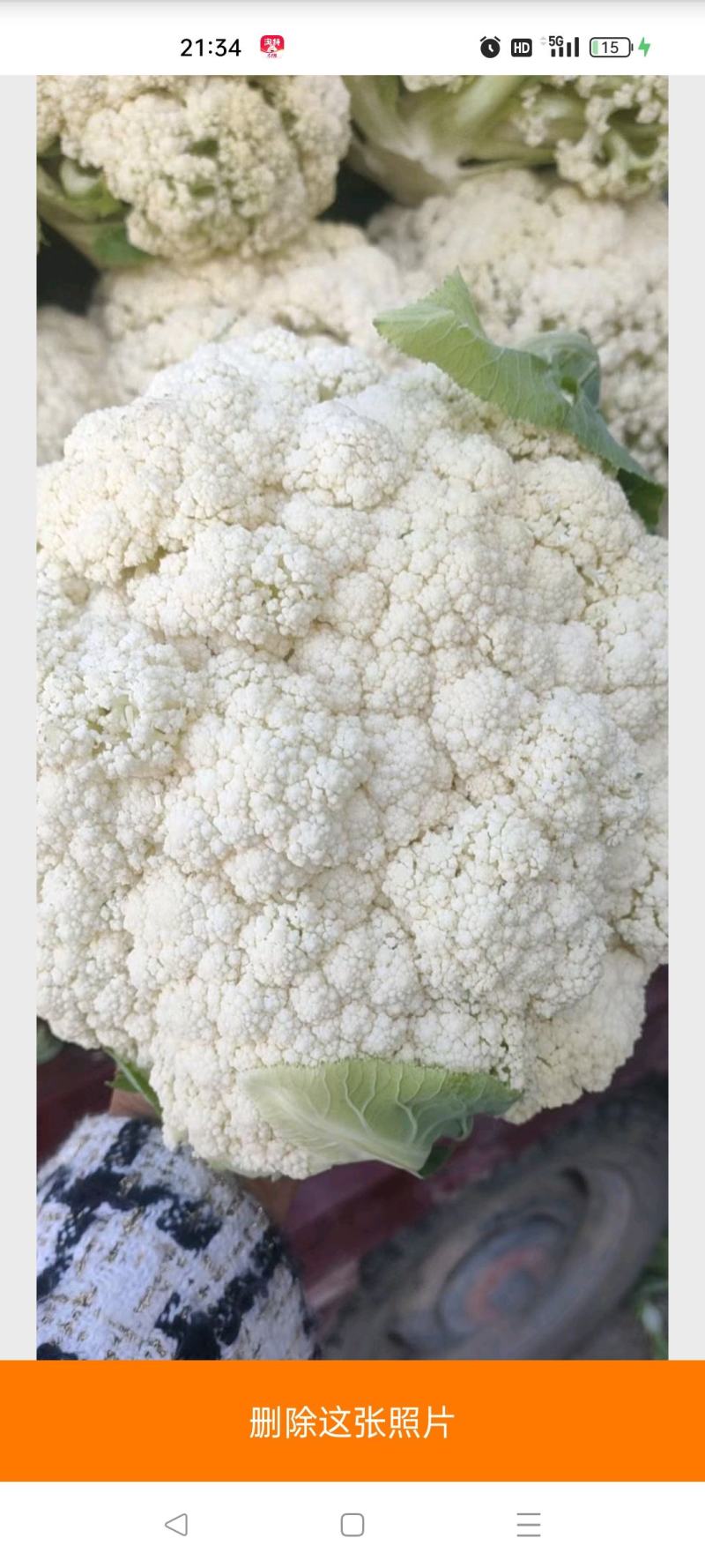 甘肃定西有机花高原松花菜青根白面花菜基地直供新鲜直采