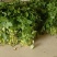 临安天目山小香薯纯种脱毒种苗假一赔十成活率高技术指导