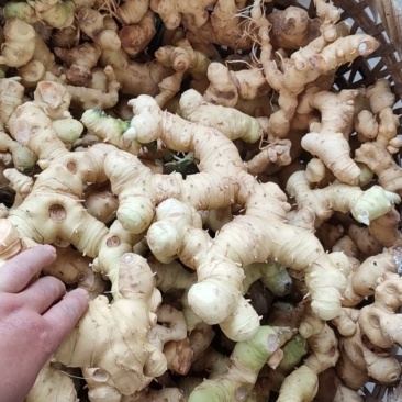 黄精鲜货，四川多花姜型不倒苗甜黄精，