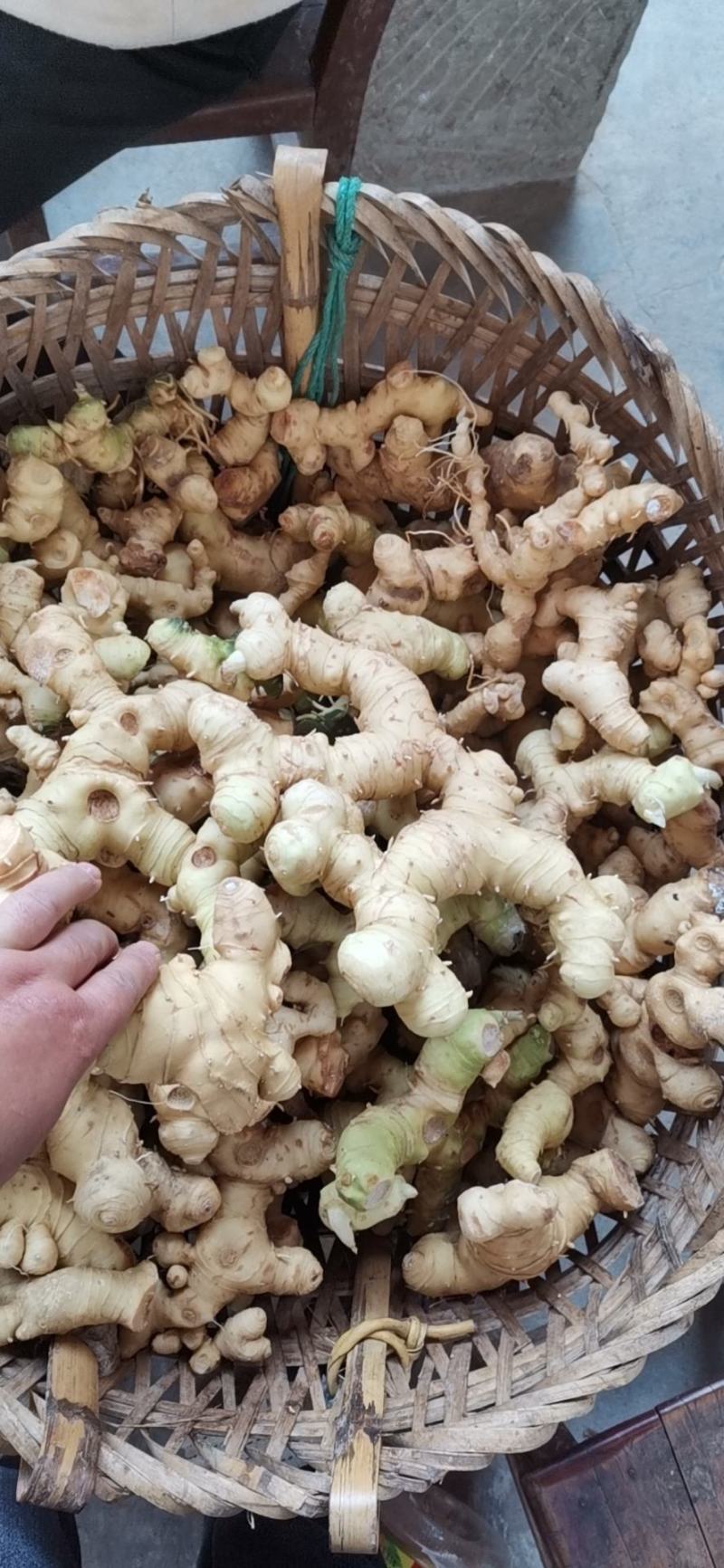 黄精鲜货，四川多花姜型不倒苗甜黄精，