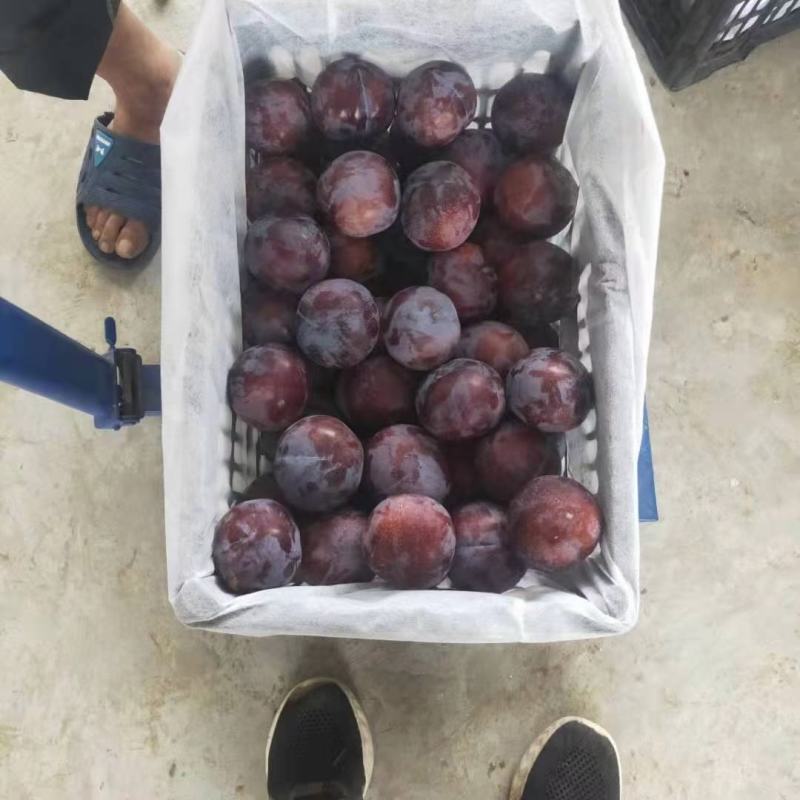 陕黑巨力千味红李子，美一，大量供应中，货源10-20万斤