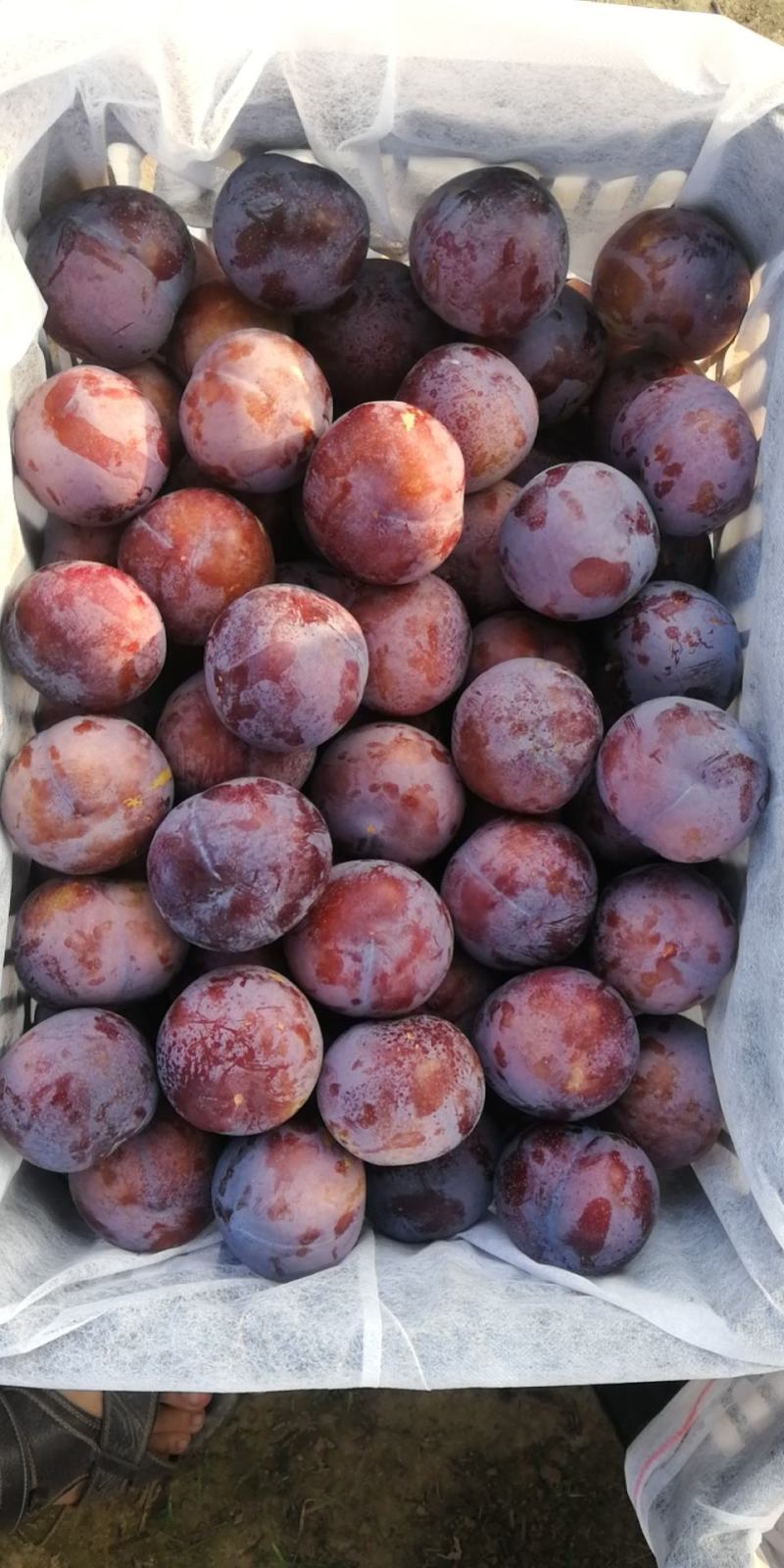 陕黑巨力千味红李子，美一，大量供应中，货源10-20万斤