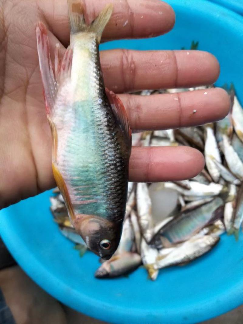 桃花鱼白鱼马口鱼小嘴马口鱼大嘴马口鱼鲤鱼鲫鱼鲶鱼