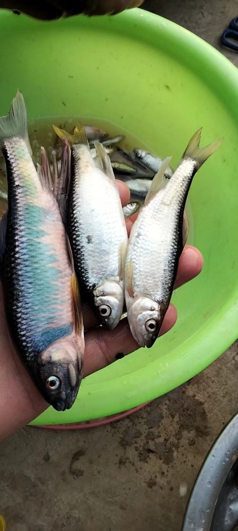 桃花鱼白鱼马口鱼小嘴马口鱼大嘴马口鱼鲤鱼鲫鱼鲶鱼