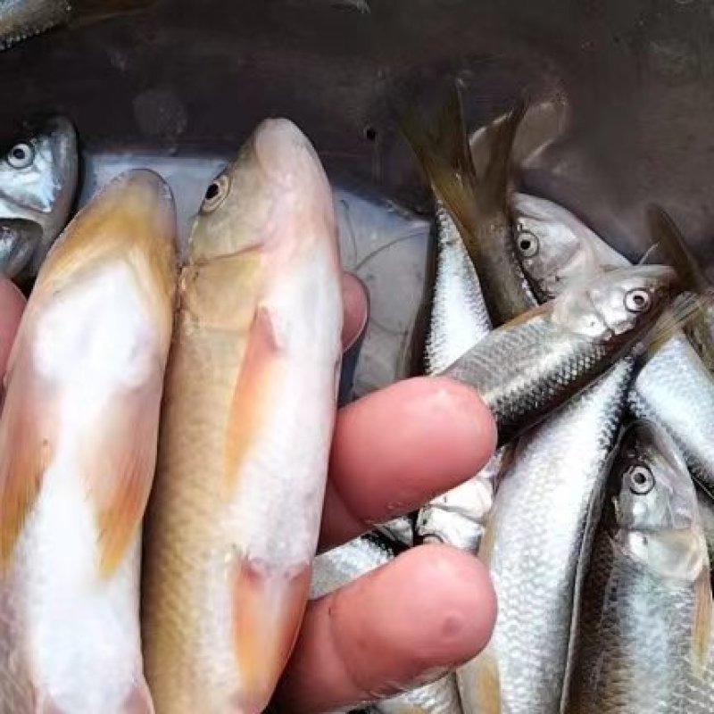 桃花鱼白鱼马口鱼小嘴马口鱼大嘴马口鱼鲤鱼鲫鱼鲶鱼