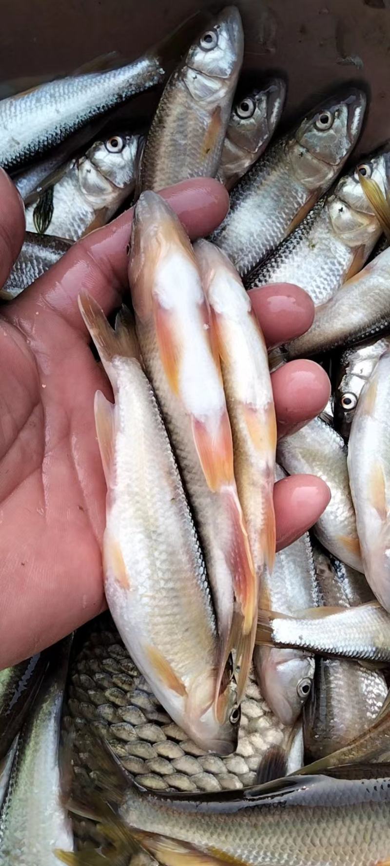 桃花鱼白鱼马口鱼小嘴马口鱼大嘴马口鱼鲤鱼鲫鱼鲶鱼