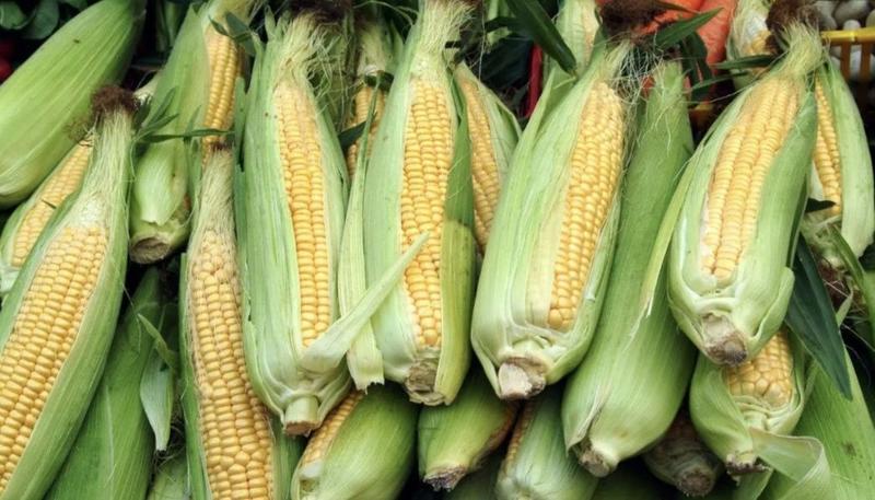 湖北玉米精品甜玉米大量上市产地直供价格实惠欢迎联系