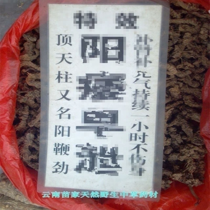 地参顶天柱阳鞭劲中草药云南野生不老草男性持久泡茶泡酒起阳