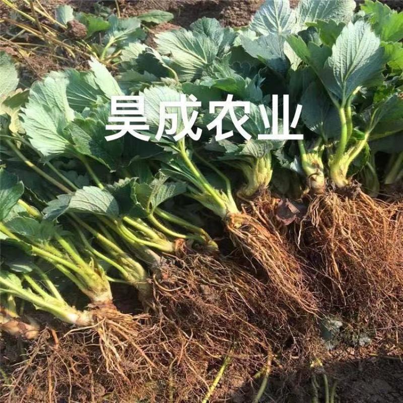 香野，隋珠草莓苗提供种植，后期管理，可签合同