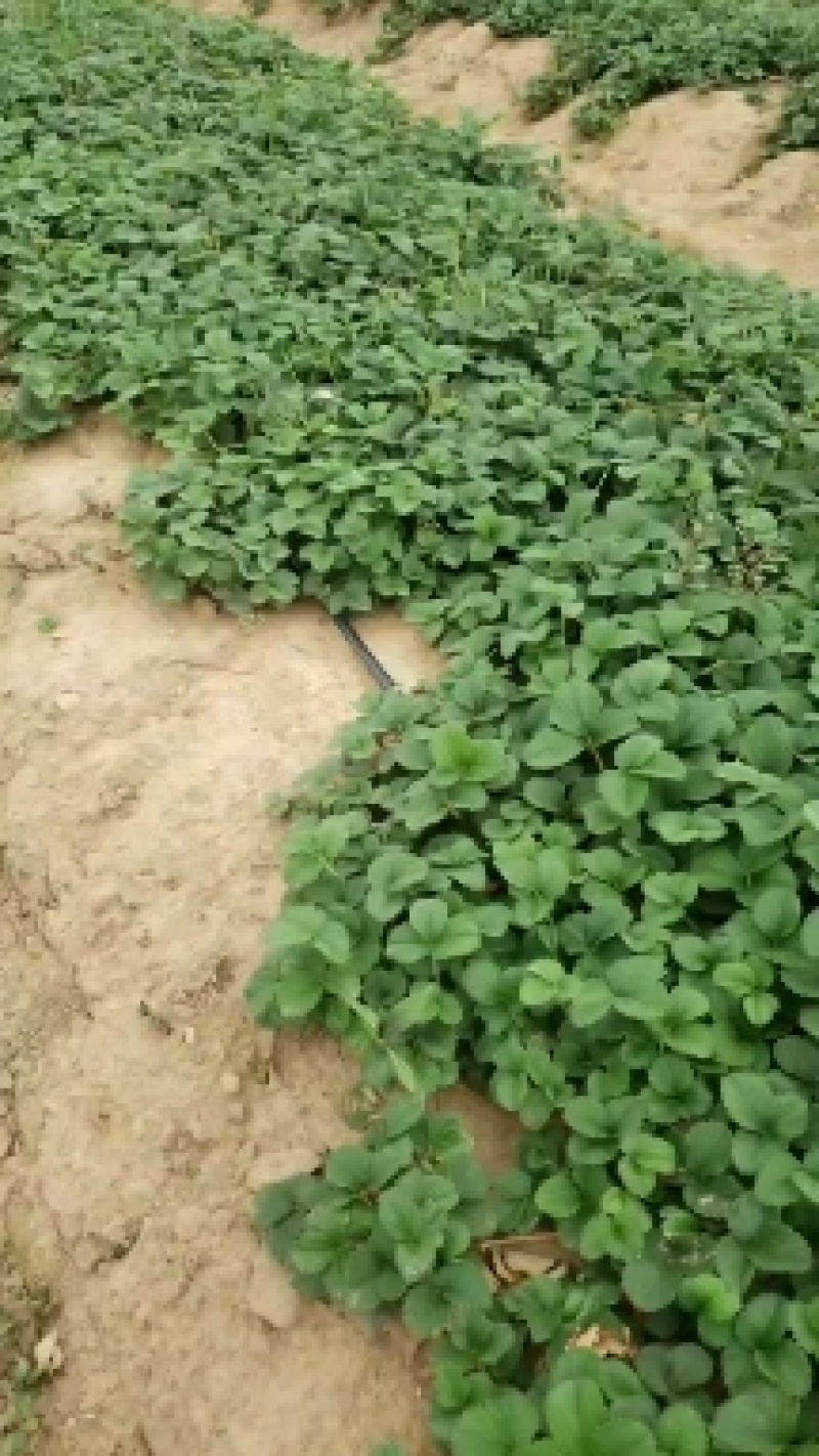 香蕉草莓苗，脱毒草莓苗，保证纯度，欢迎考察，接受预定