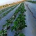 太空2008草莓苗果子大,口感好,欢迎订购,提供种植
