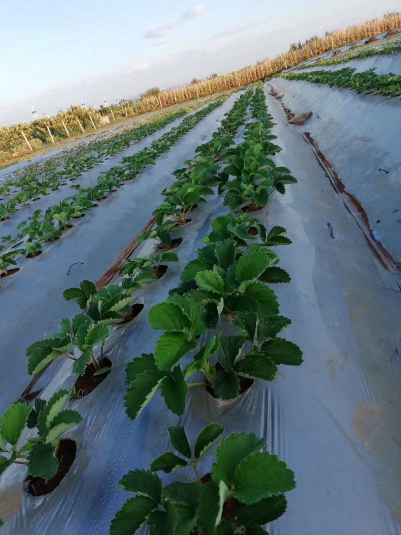 太空2008草莓苗果子大，口感好，欢迎订购，提供种植